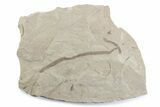 Fossil Beetle and Horsetail Plate - Green River Formation, Utah #377173-1